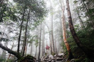 birch-569341_1280